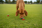 Nosewerkx K9 Sport Sniffer © – 4 Pack Set
